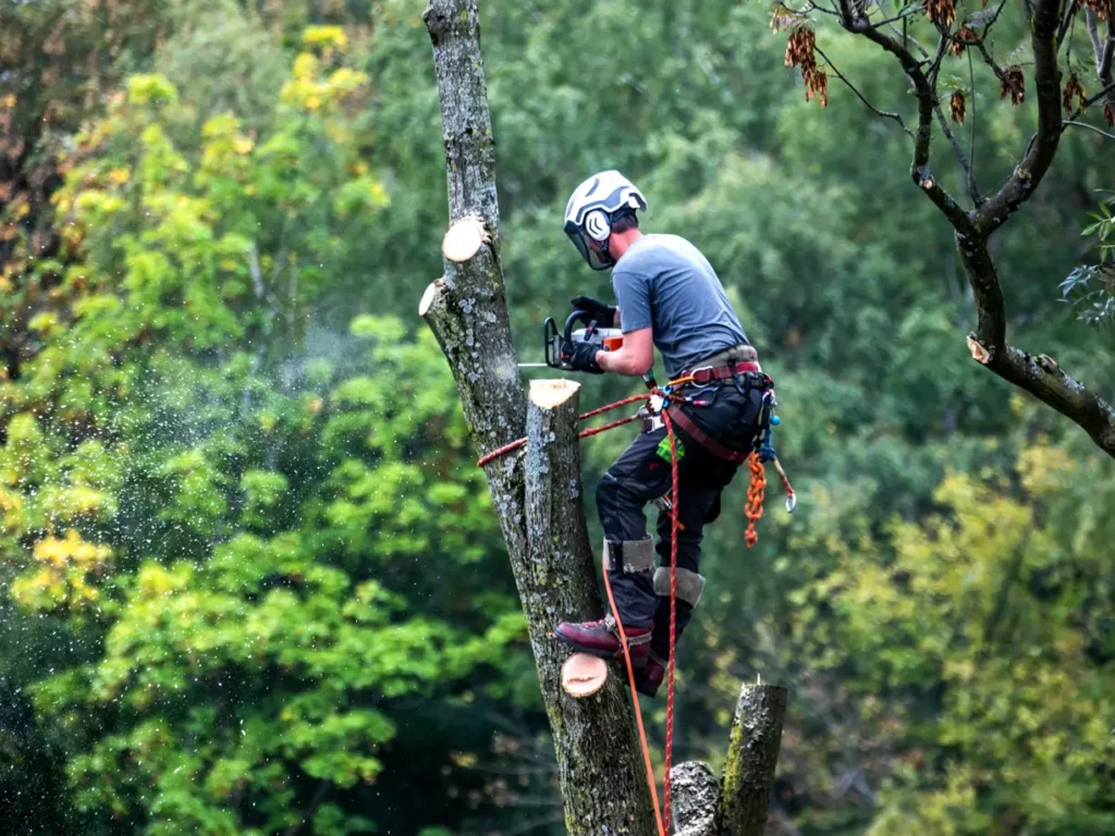 idaho falls tree service pro tree care tree service tree trimming tree maintenance arborist tree removal tree pruning emergency tree removal