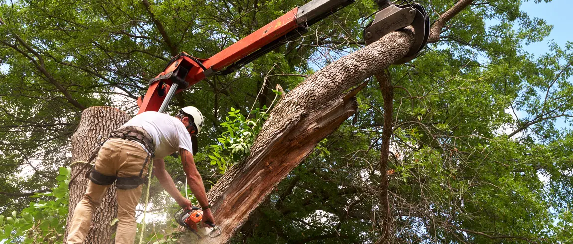 idaho falls tree service pro tree trimming tree service tree maintenance emergency tree removal tree care tree removal tree pruning arborist